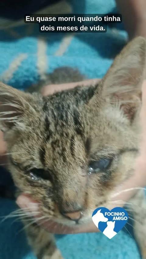 Coraline, gata de porte pequeno para adoção em Indaiatuba - SP