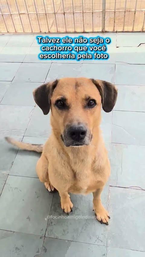 Duque, cachorro de porte médio para adoção em Indaiatuba - SP