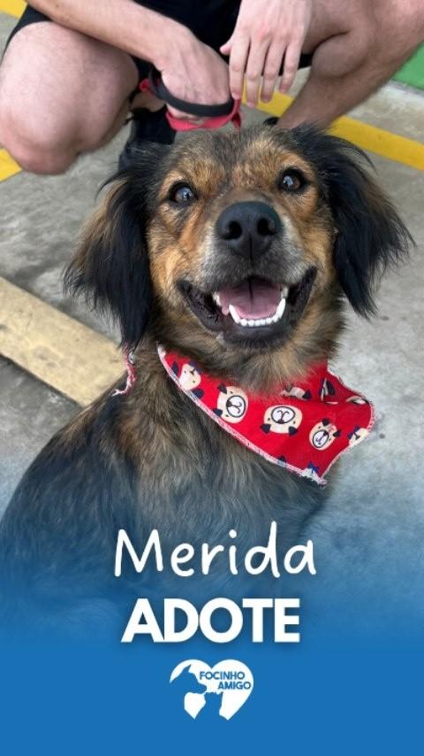 Merida, cadela de porte médio para adoção em Indaiatuba - SP