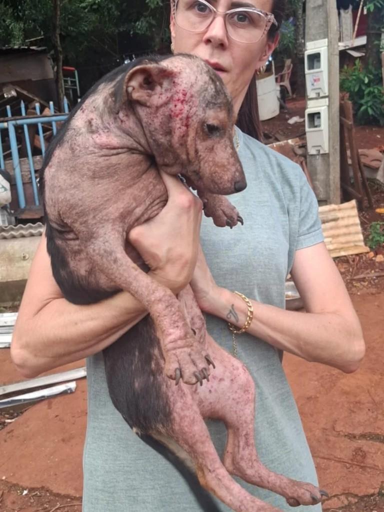 Negão, cachorro de porte médio para adoção em Santa Rosa - RS