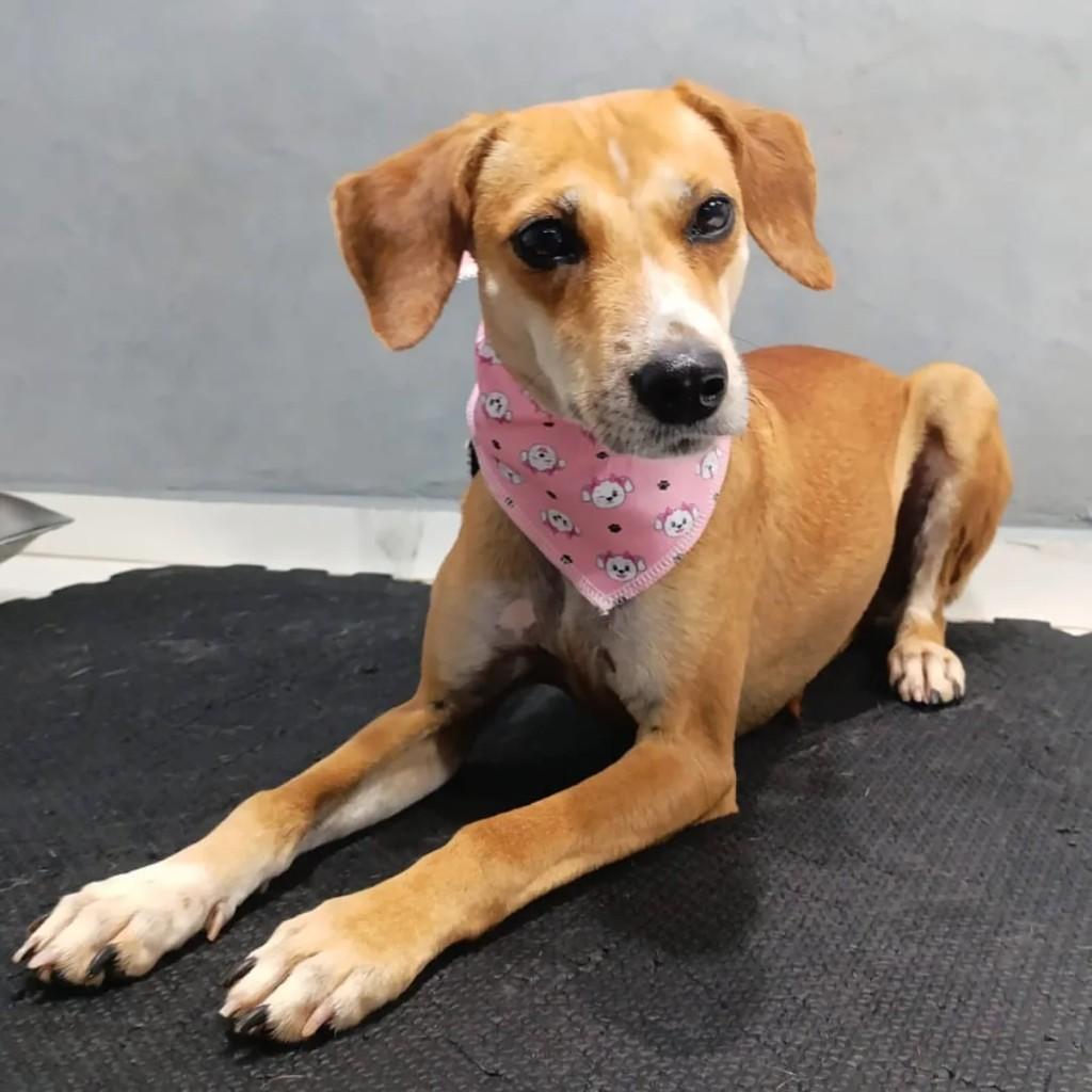 Kiki, cachorro de porte médio para adoção em Santa Rosa - RS