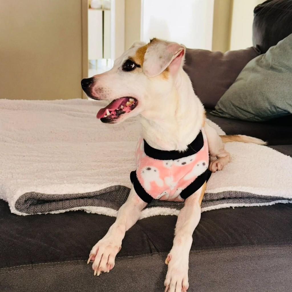 Gracinha, cachorro de porte médio para adoção em Santa Rosa - RS