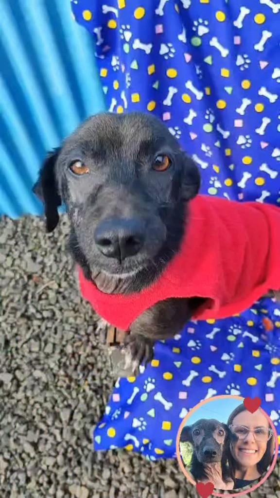 Amendoim, cachorro de porte pequeno para adoção em Santa Rosa - RS