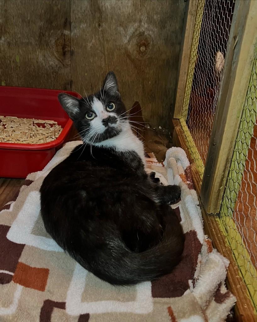 Dominó, gato de porte médio para adoção em Santa Rosa - RS