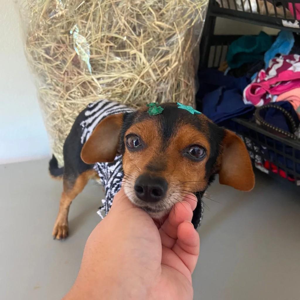 Porte pequeno, cachorro de porte pequeno para adoção em Santa Rosa - RS