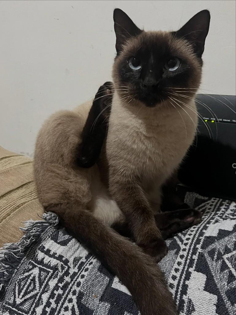 Cacau, gata de porte pequeno para adoção em Santa Rosa - RS