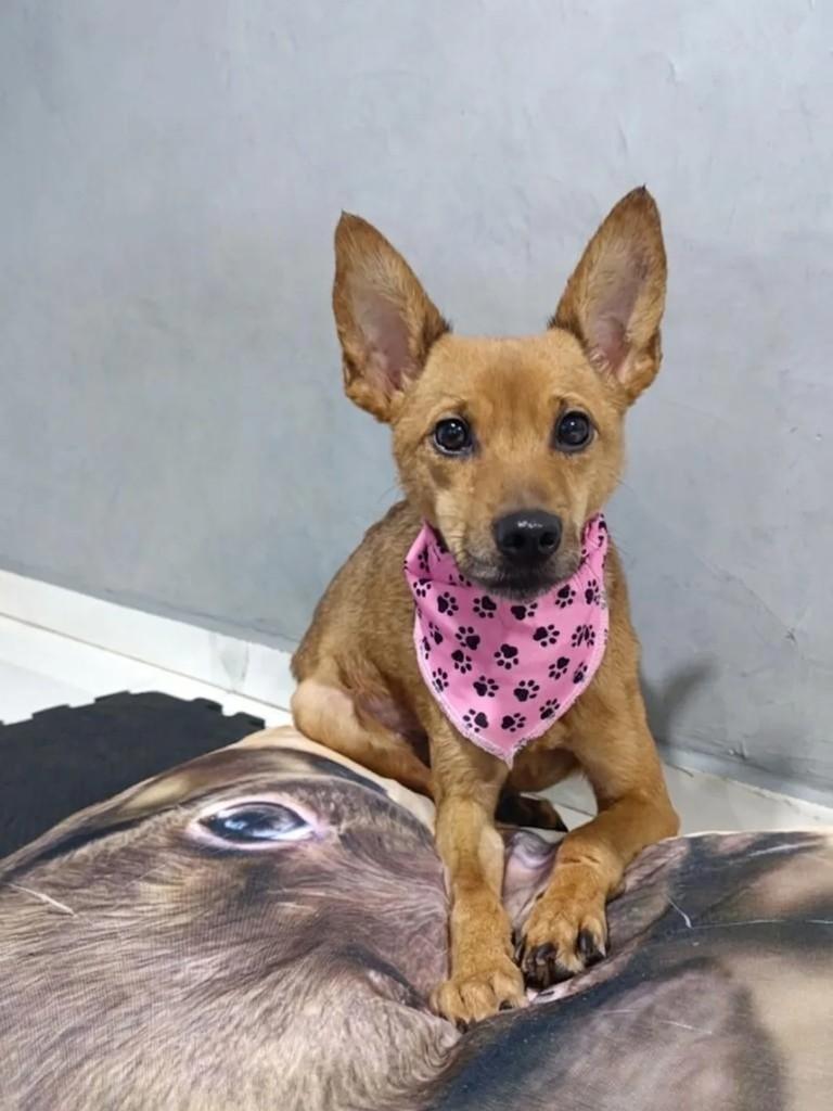 Aurora, cachorro de porte pequeno para adoção em Santa Rosa - RS