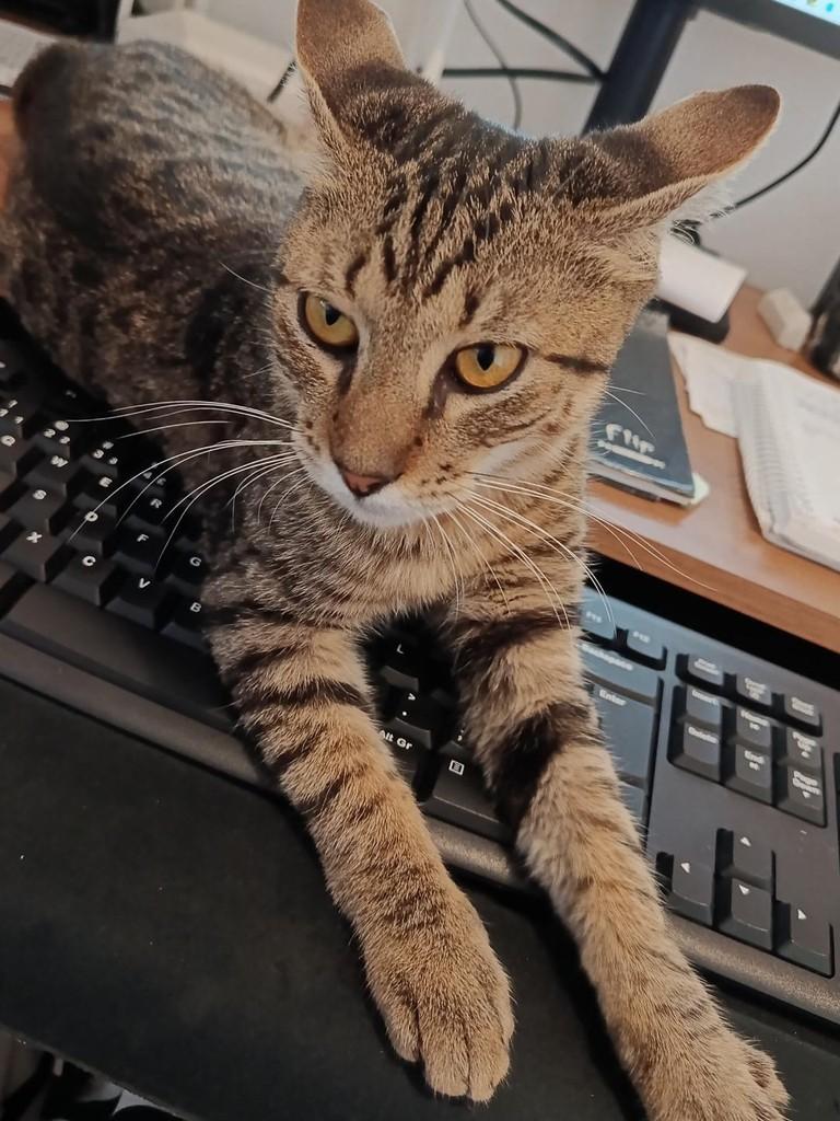 Thor, gato de porte pequeno para adoção em Santa Rosa - RS