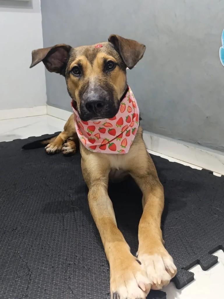 Cloe, cachorro de porte grande para adoção em Santa Rosa - RS