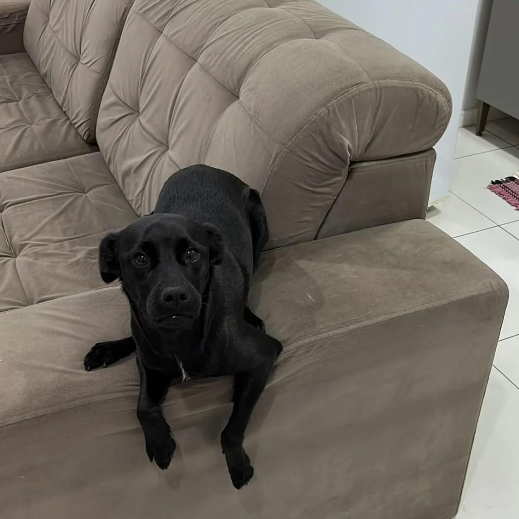 Lua, cachorro de porte médio para adoção em Santa Rosa - RS