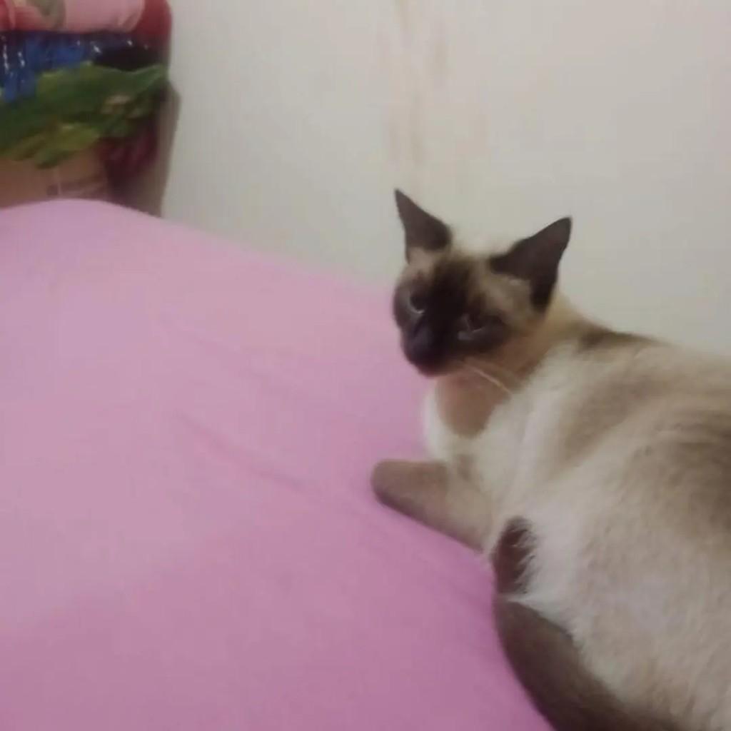 Jojo, gata de porte pequeno para adoção em Santa Rosa - RS