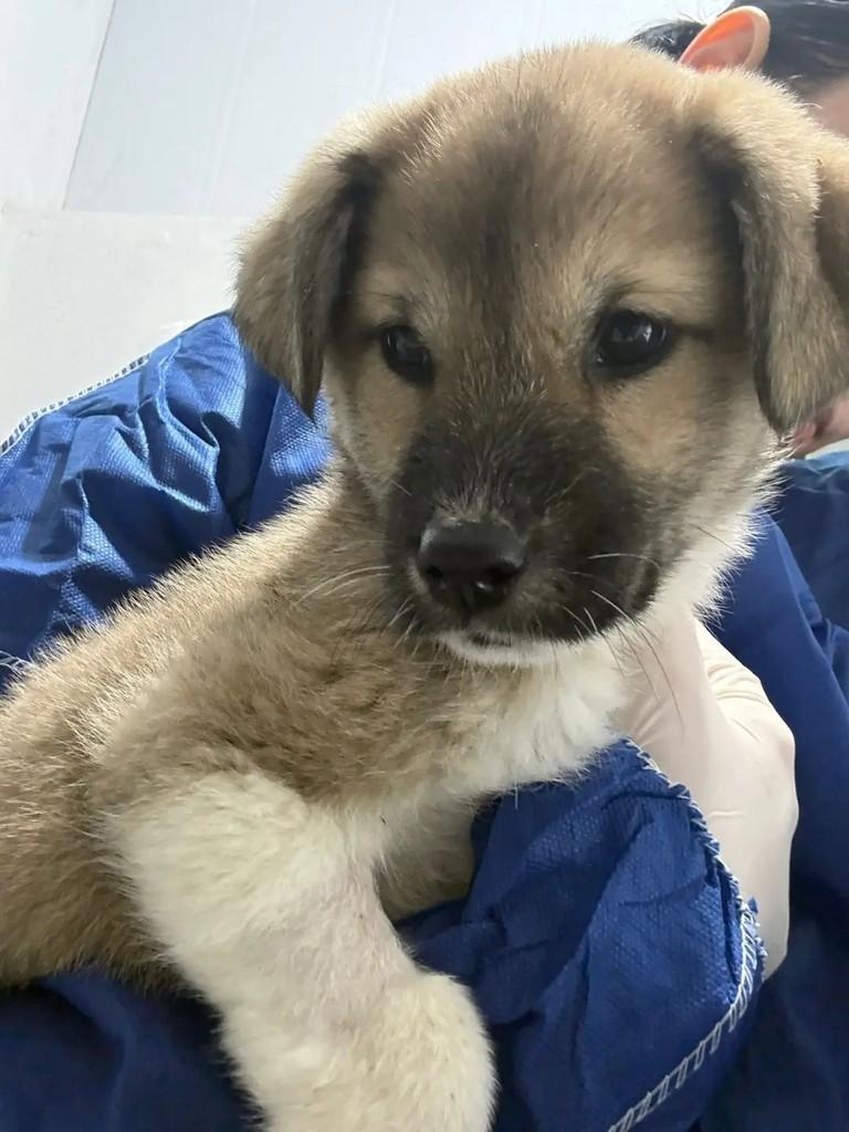 Fiona, cachorro de porte pequeno para adoção em Santa Rosa - RS