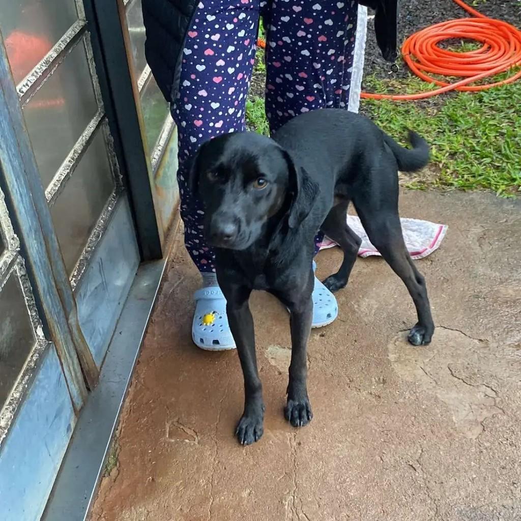 Fofucho, cachorro de porte médio para adoção em Santa Rosa - RS