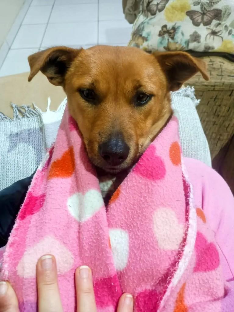 Jojo, cachorro de porte pequeno para adoção em Santa Rosa - RS