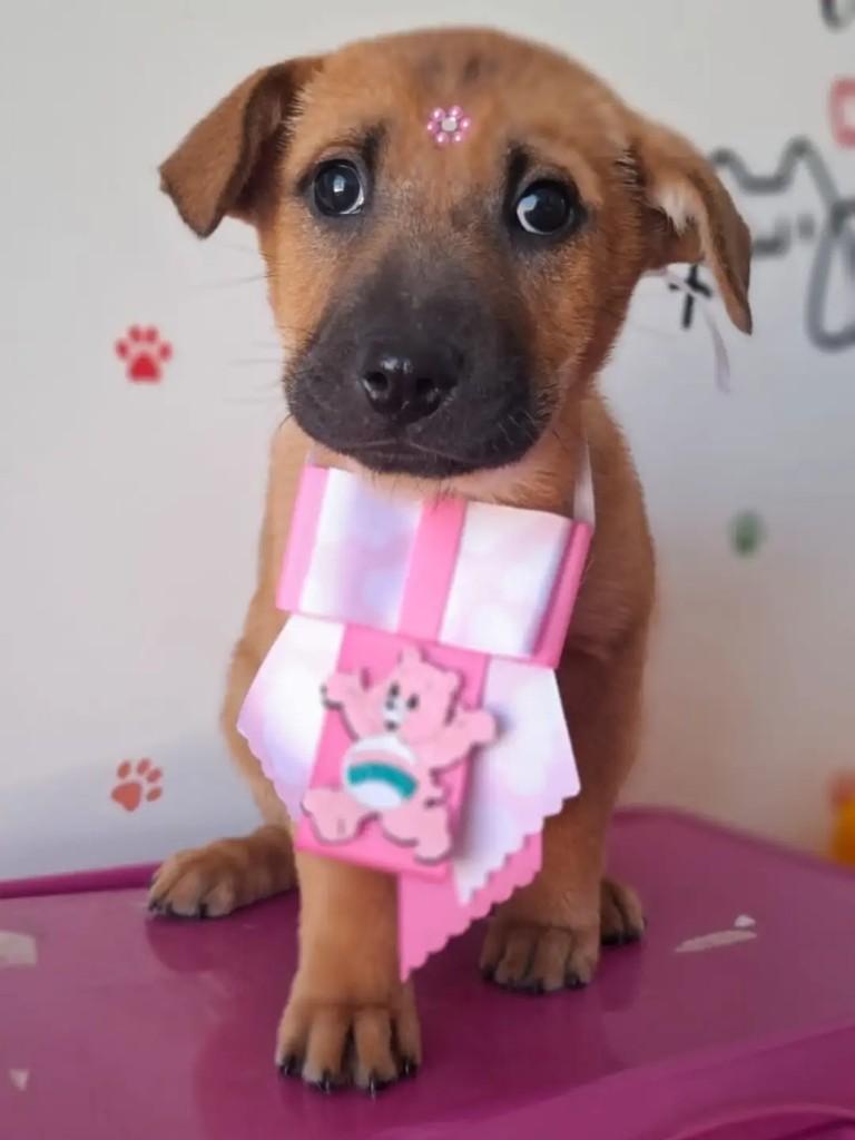 Fofurinha, cachorro de porte pequeno para adoção em Santa Rosa - RS