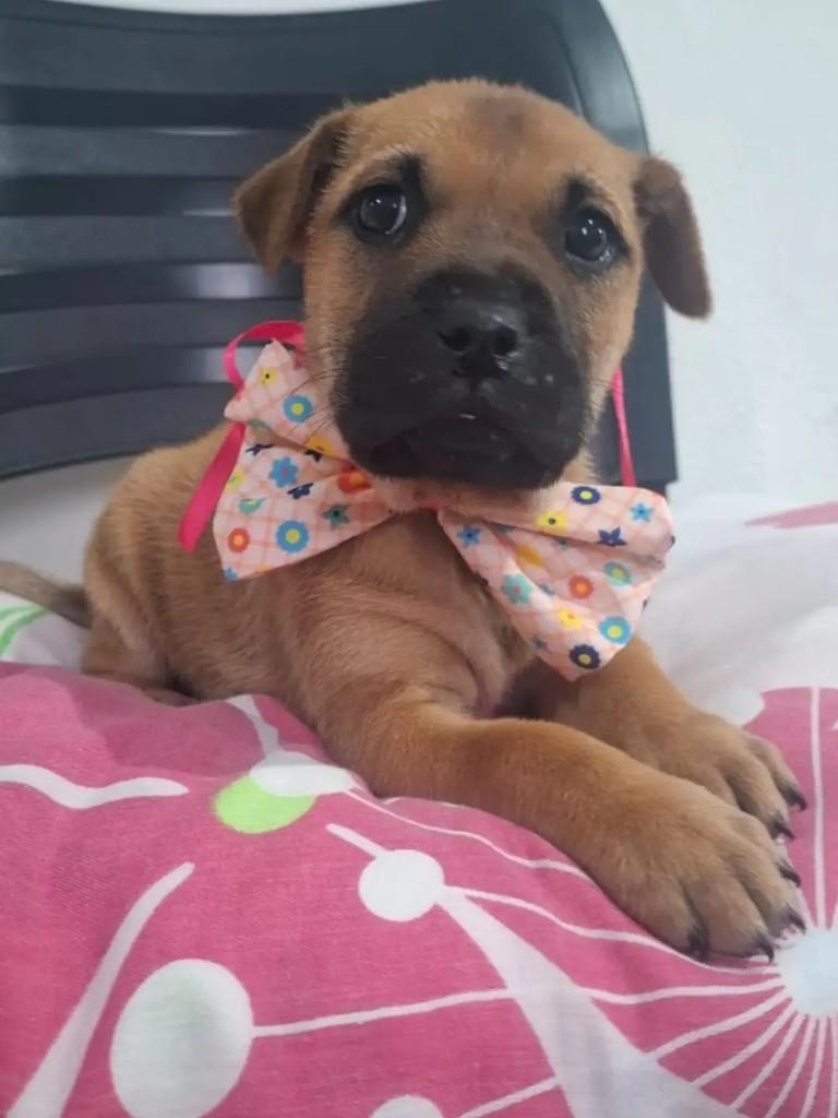 Fofuxa, cachorro de porte pequeno para adoção em Santa Rosa - RS