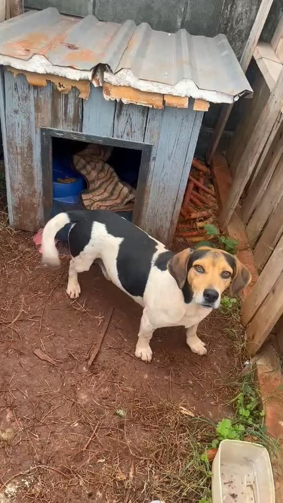 Dunga, cachorro de porte médio para adoção em Santa Rosa - RS