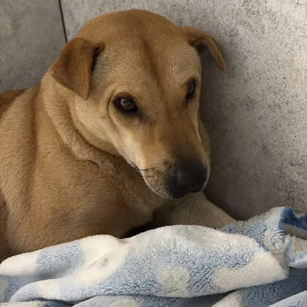 Bandida, cadela de porte médio para adoção em Santa Rosa - RS