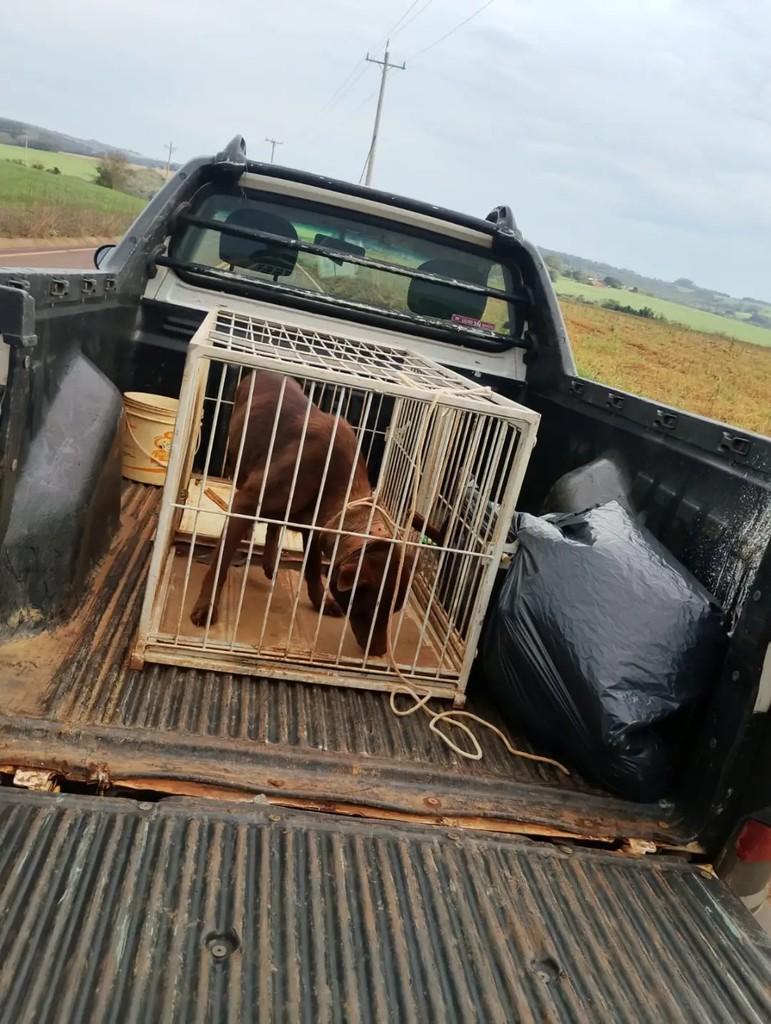 Focinha, cachorro de porte médio para adoção em Santa Rosa - RS