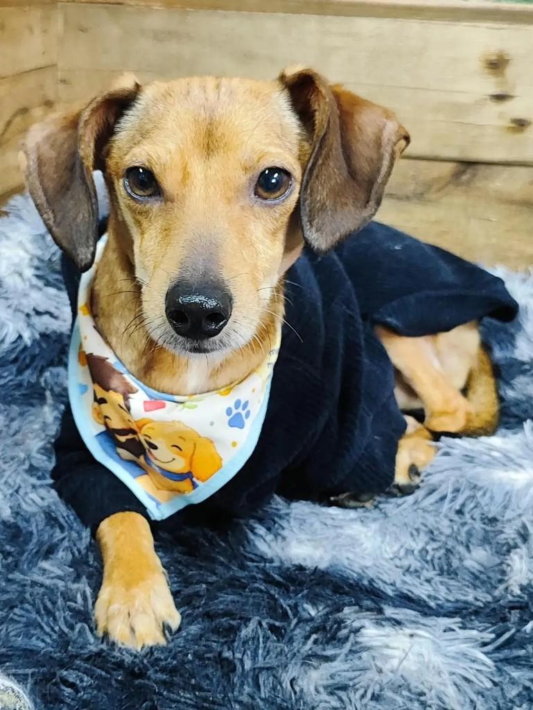 Serelepe, cachorro de porte pequeno para adoção em Santa Rosa - RS