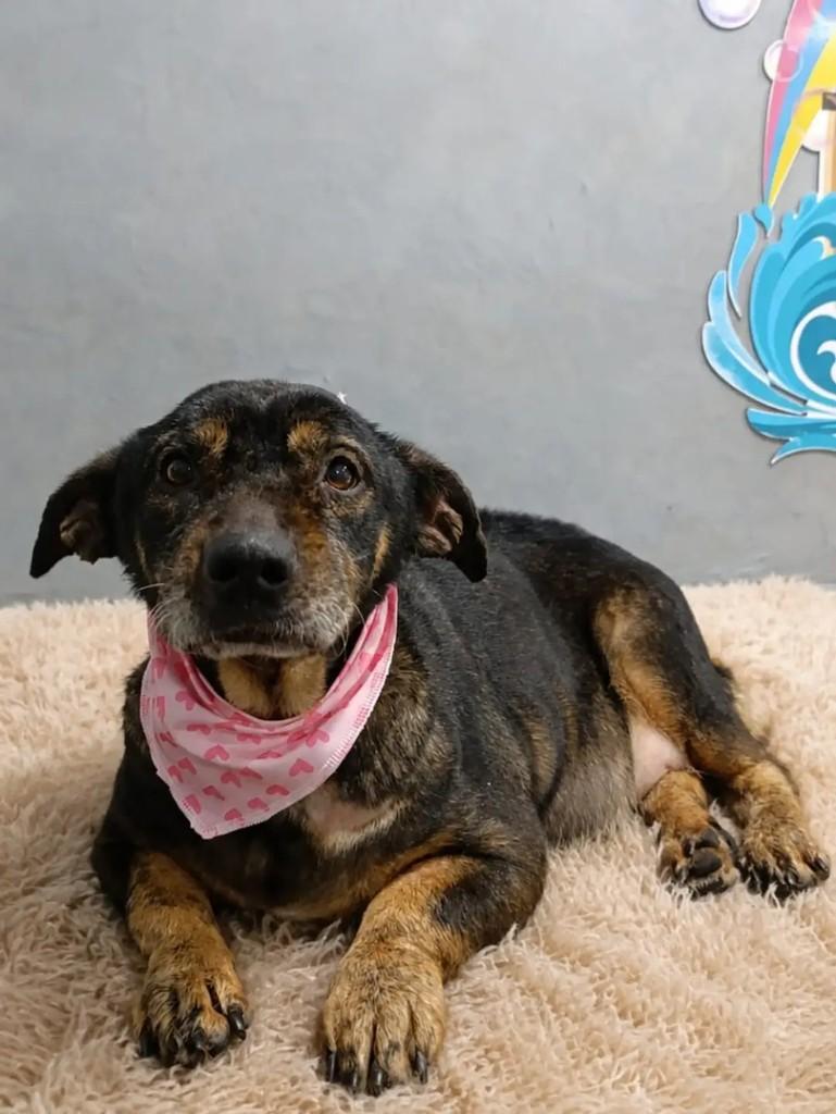 Linda, cachorro de porte grande para adoção em Santa Rosa - RS