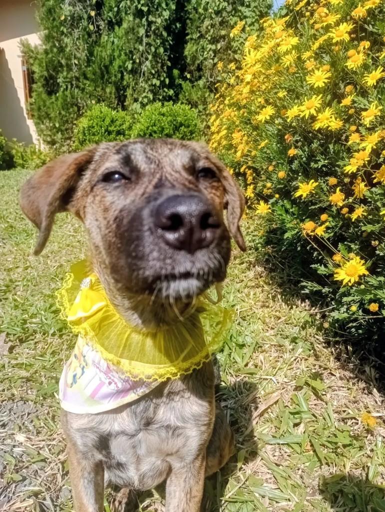 Maiara, cachorro de porte pequeno para adoção em Santa Rosa - RS