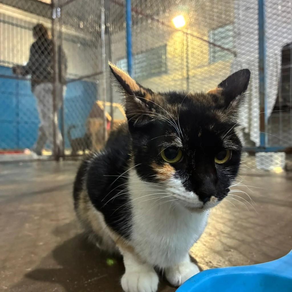 Tuia, gata de porte pequeno para adoção em Concórdia - SC