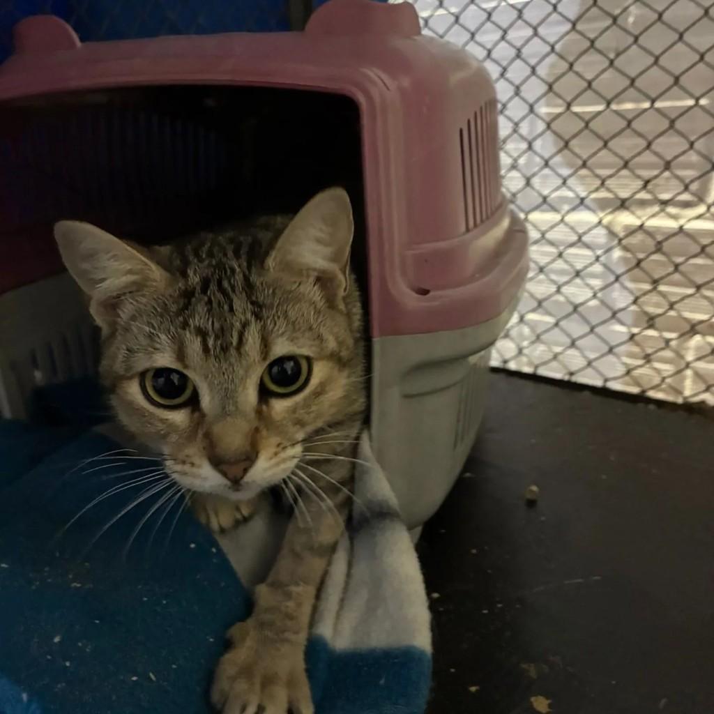 Philipa, gata de porte pequeno para adoção em Concórdia - SC