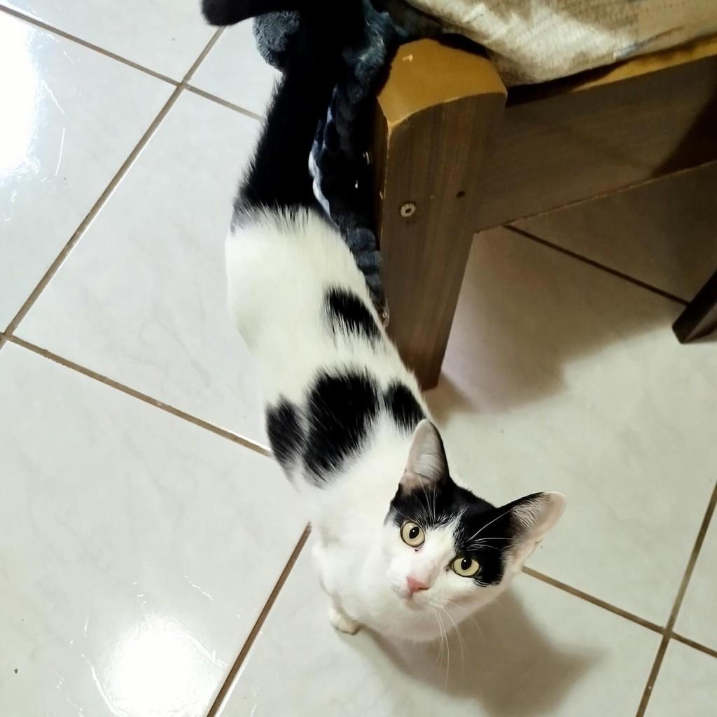 🩷adotada🩷, gata de porte pequeno para adoção em Concórdia - SC