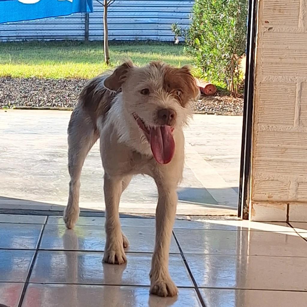 Alaska, cachorro de porte pequeno para adoção em Concórdia - SC