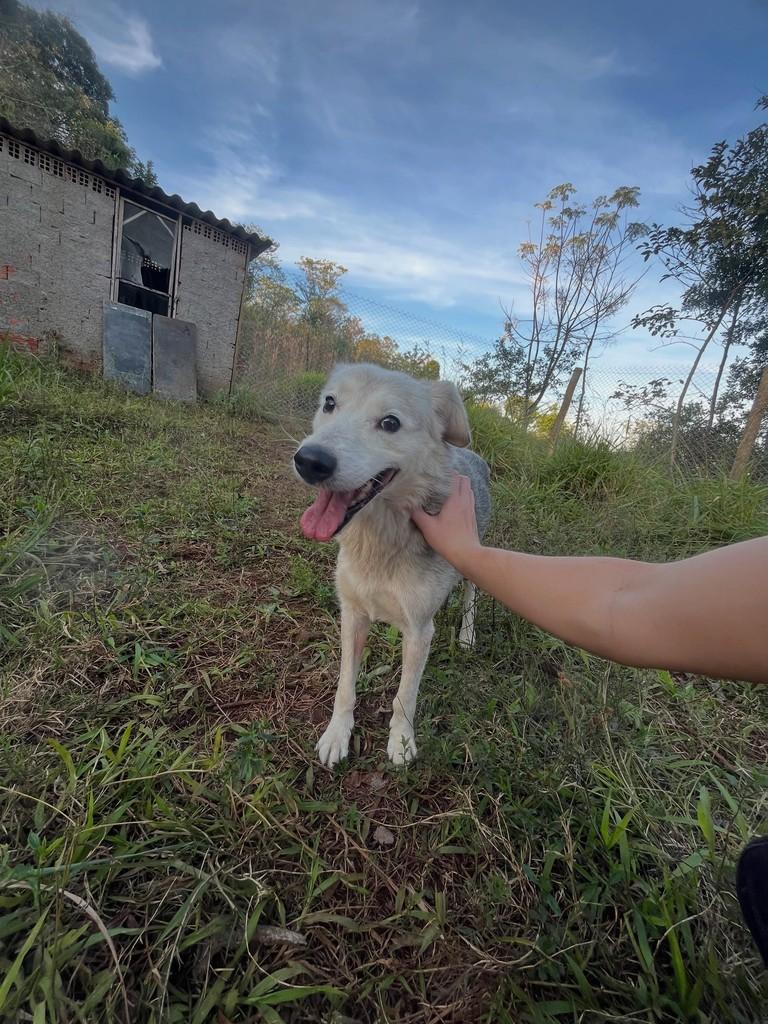 Lobo, cachorro de porte médio para adoção em Concórdia - SC