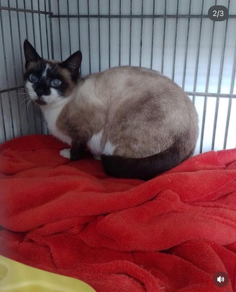 Mima, gata de porte pequeno para adoção em Concórdia - SC