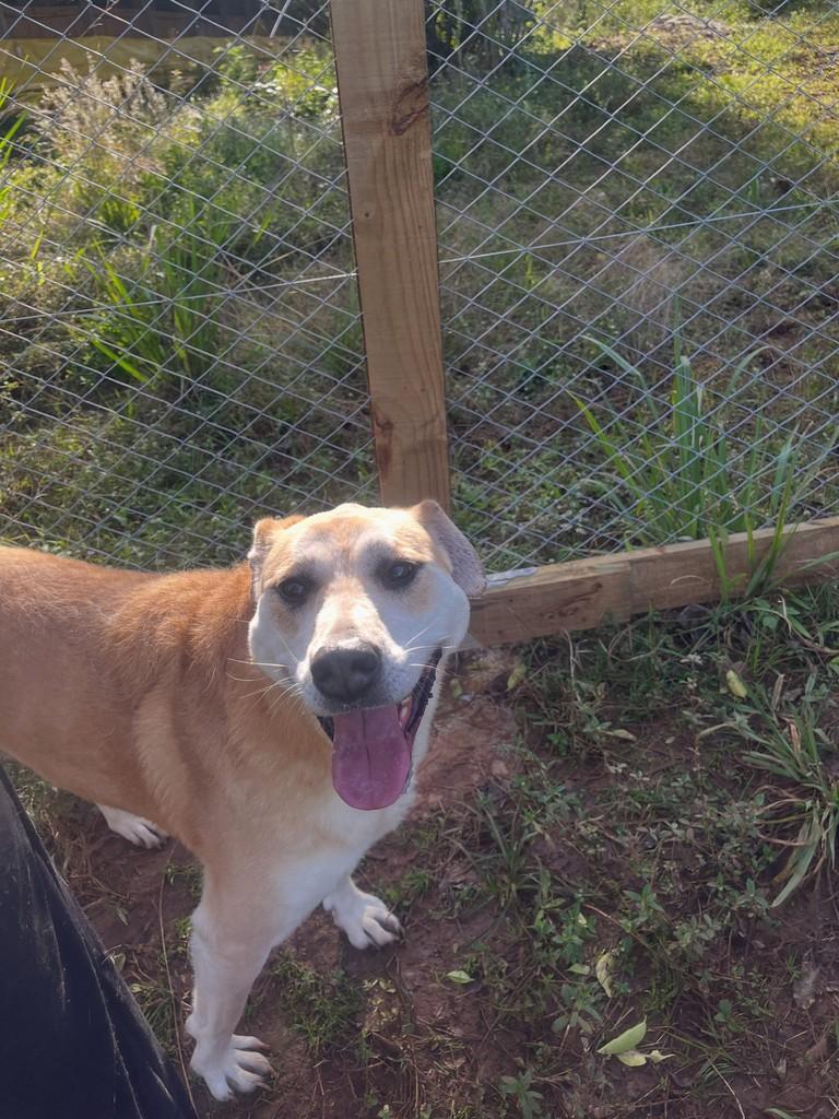 Nina, cachorro de porte grande para adoção em Concórdia - SC