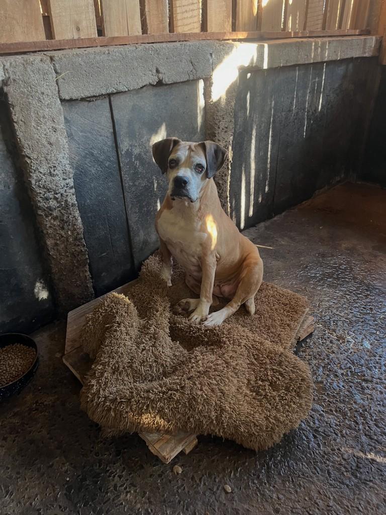 Megui, cachorro de porte grande para adoção em Concórdia - SC