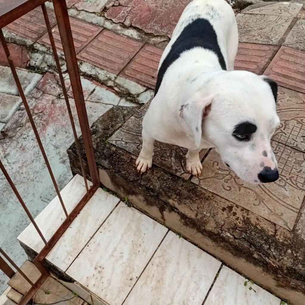 Mistura de pit, cadela de porte pequeno para adoção em Concórdia - SC