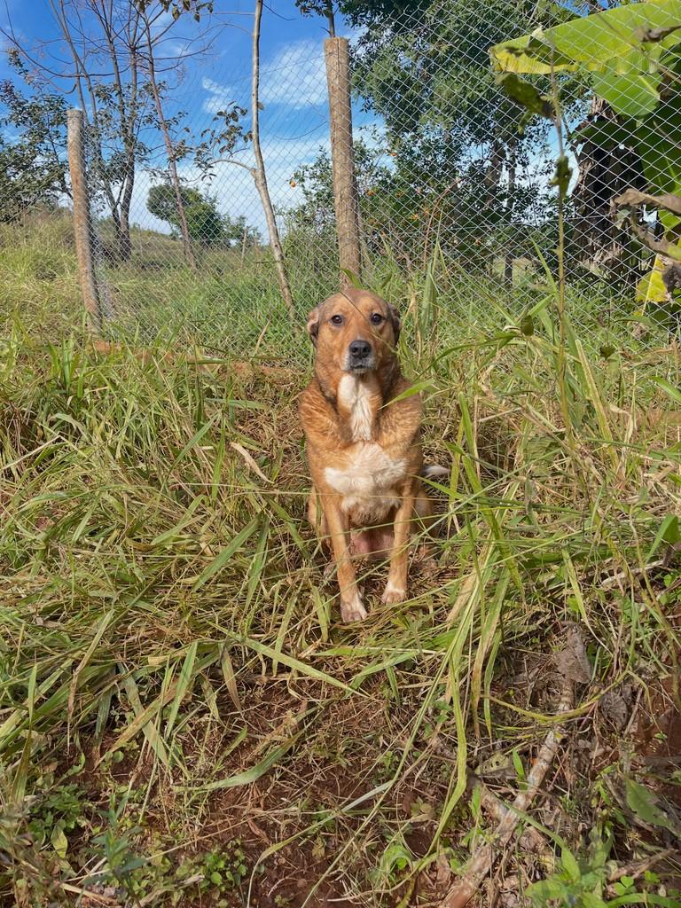 Sorri, cadela de porte grande para adoção em Concórdia - SC
