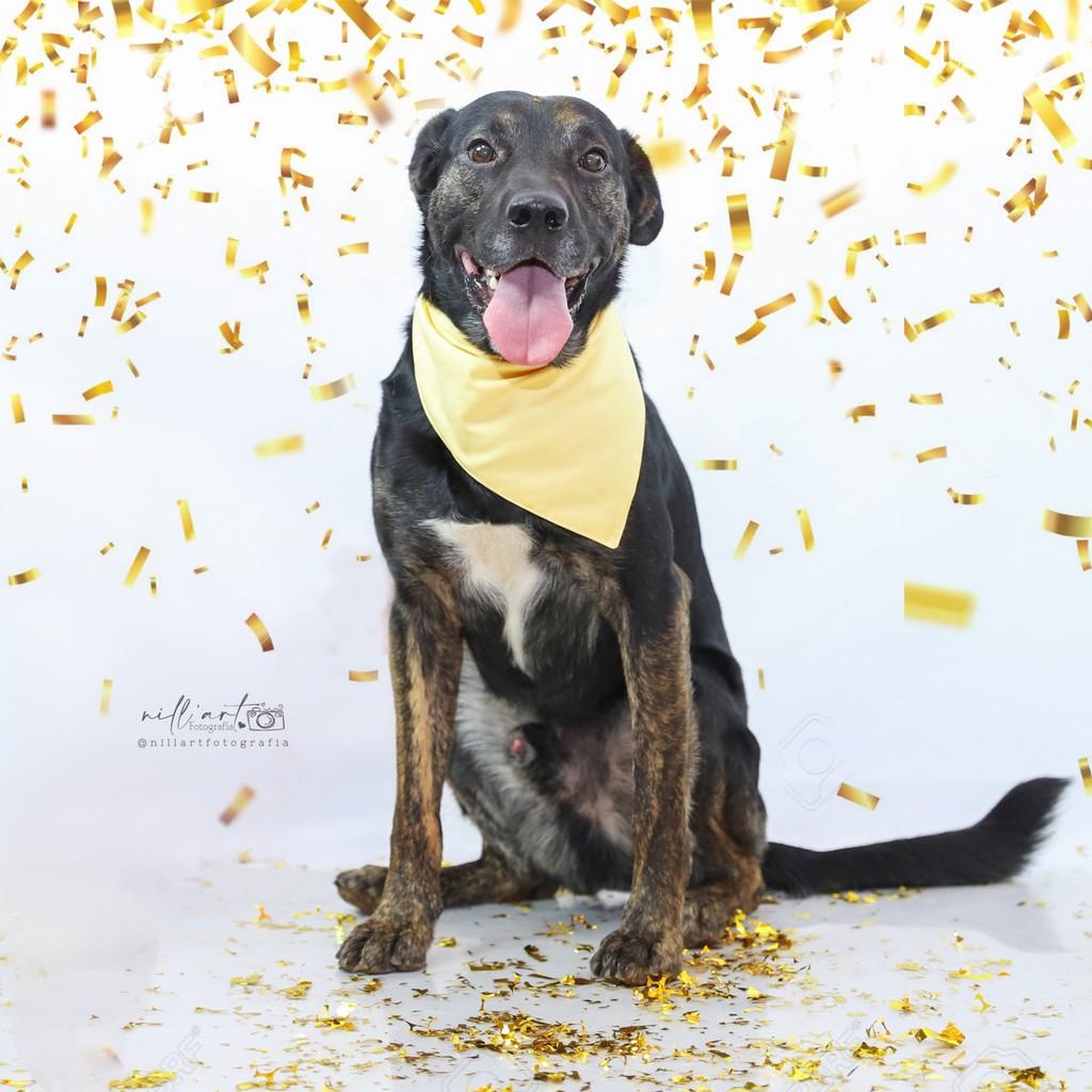 Zeus, cachorro de porte grande para adoção em Concórdia - SC