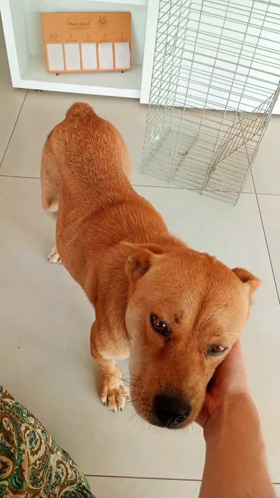 Hope, cadela de porte pequeno para adoção em Concórdia - SC