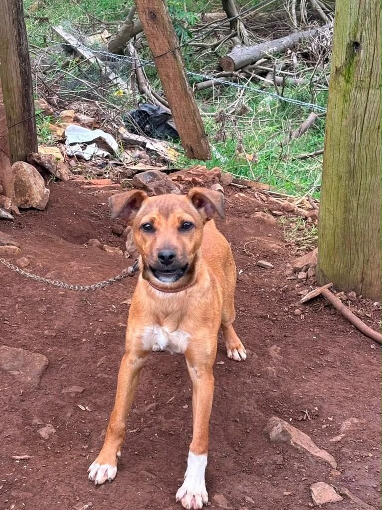 P, cadela de porte pequeno para adoção em Concórdia - SC
