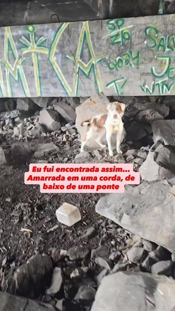 Alaska, cadela de porte pequeno para adoção em Concórdia - SC