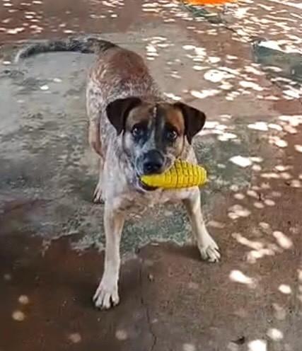 Heitor, cachorro de porte médio para adoção em Bariri - SP