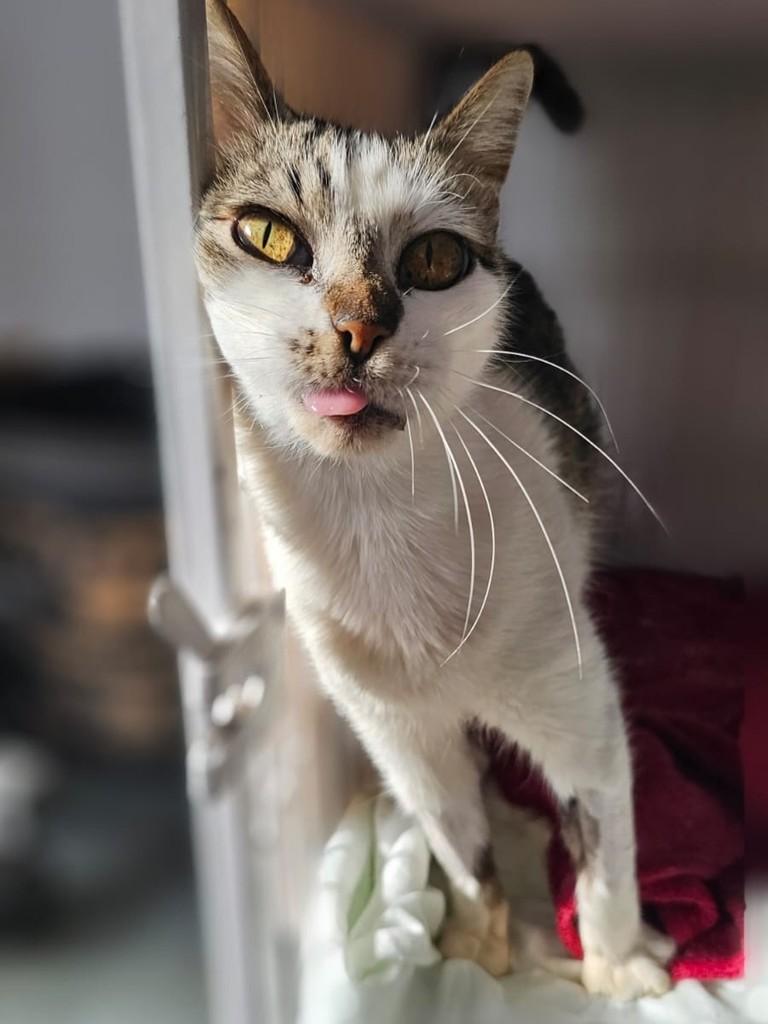 Maionese, gata de porte pequeno para adoção em Bariri - SP