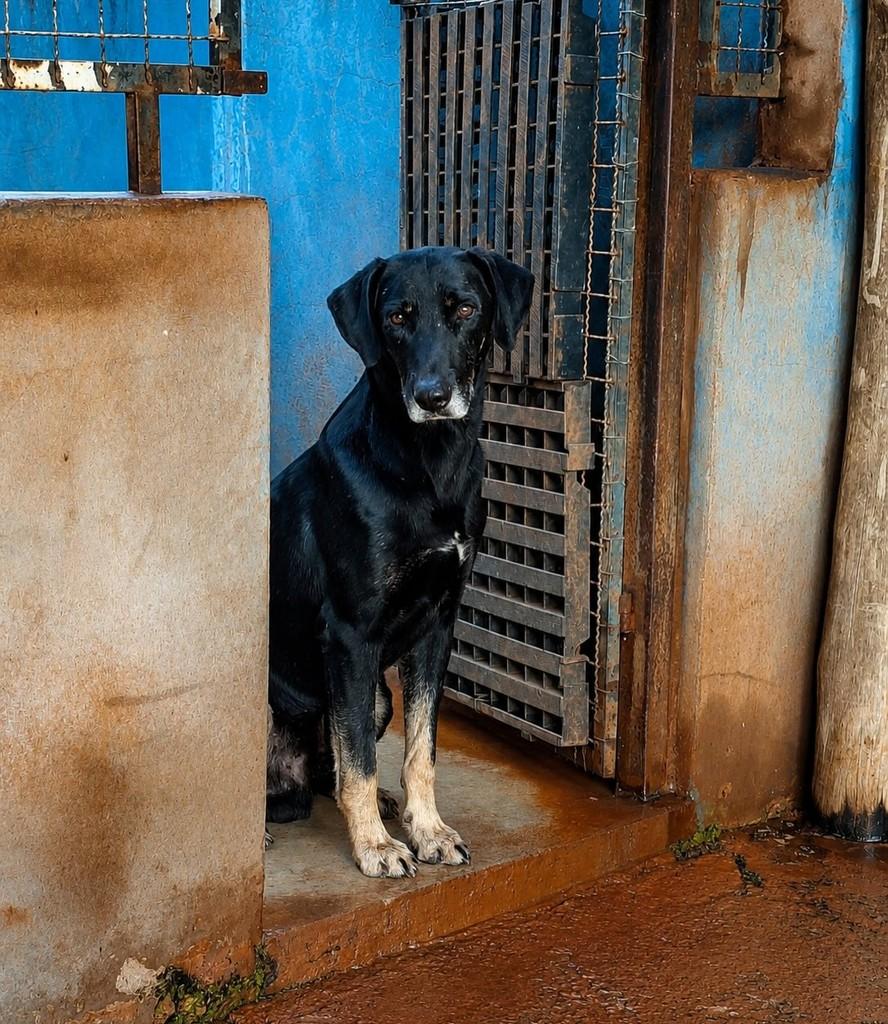 Ricardo, cachorro de porte grande para adoção em Bariri - SP