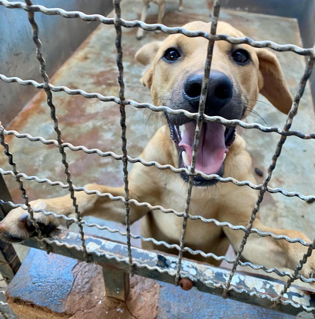Tadeuzinho, cachorro de porte pequeno para adoção em Bariri - SP