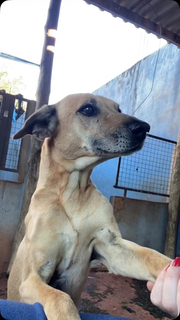 Pérola, cadela de porte médio para adoção em Bariri - SP