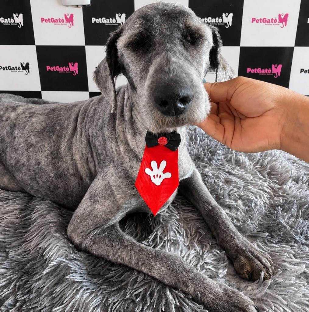 Vitório, cachorro de porte grande para adoção em Bariri - SP