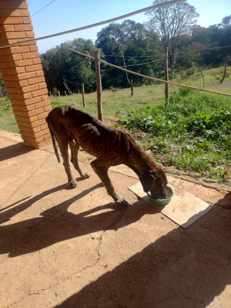 Ele, cachorro de porte médio para adoção em Divinolândia - SP