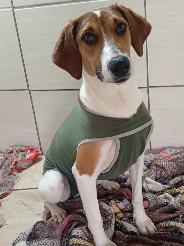 Zeminha, cadela de porte pequeno para adoção em Divinolândia - SP