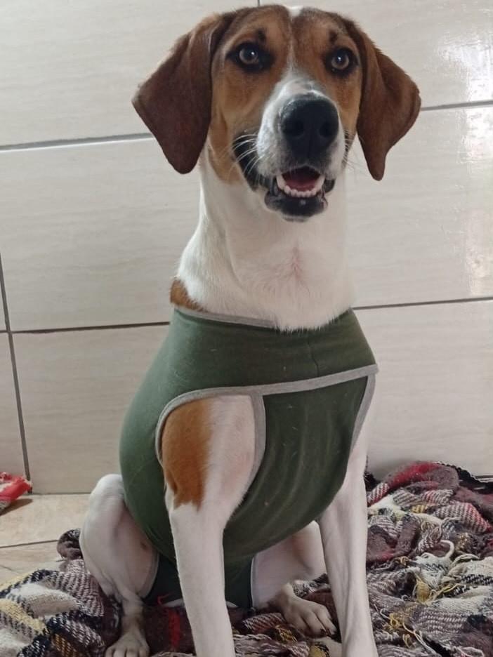 Zeminha, cadela de porte pequeno para adoção em Divinolândia - SP — foto 3 de 3