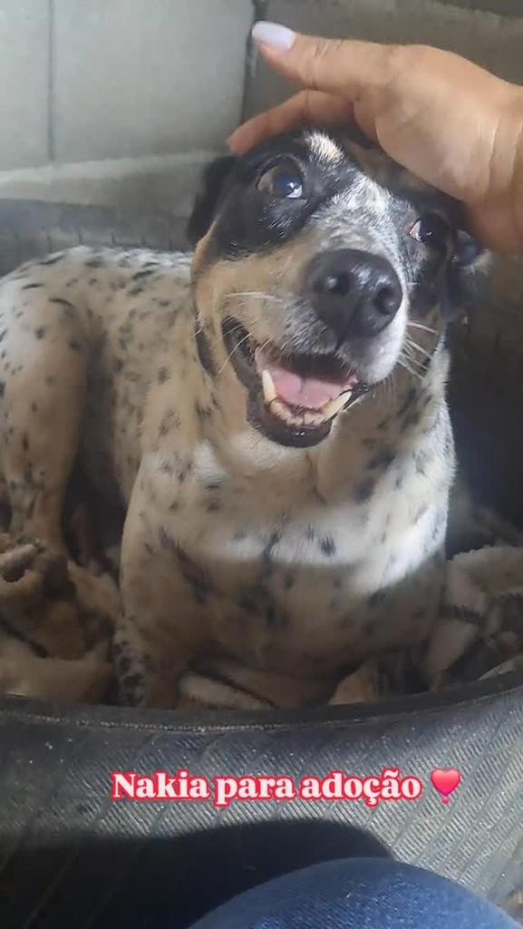 Nakia, cadela de porte médio para adoção em Serra - ES